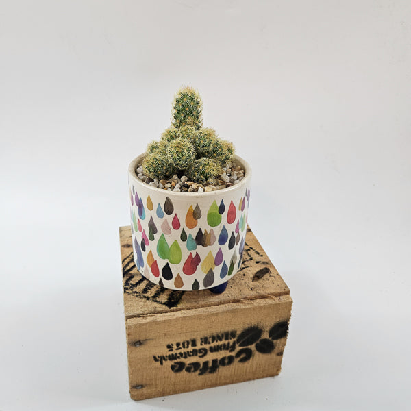 Choose One Art Attack Pot with Plant 8.5cm H20cm