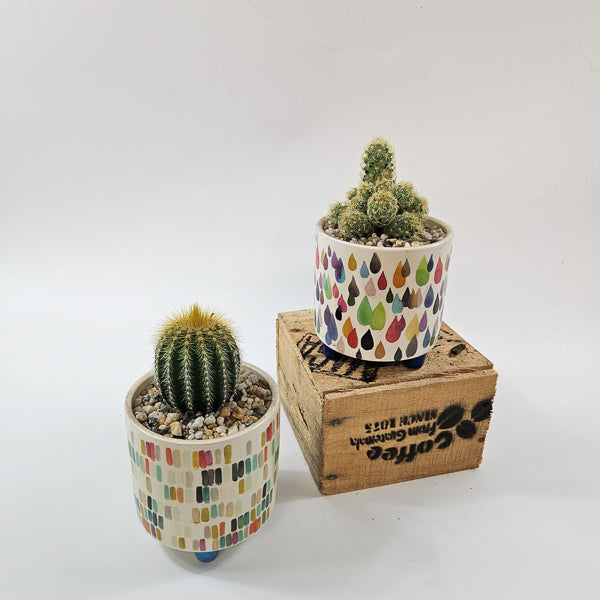 Choose One Art Attack Pot with Plant 8.5cm H20cm
