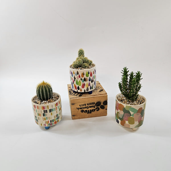 Choose One Art Attack Pot with Plant 8.5cm H20cm
