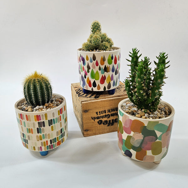 Choose One Art Attack Pot with Plant 8.5cm H20cm