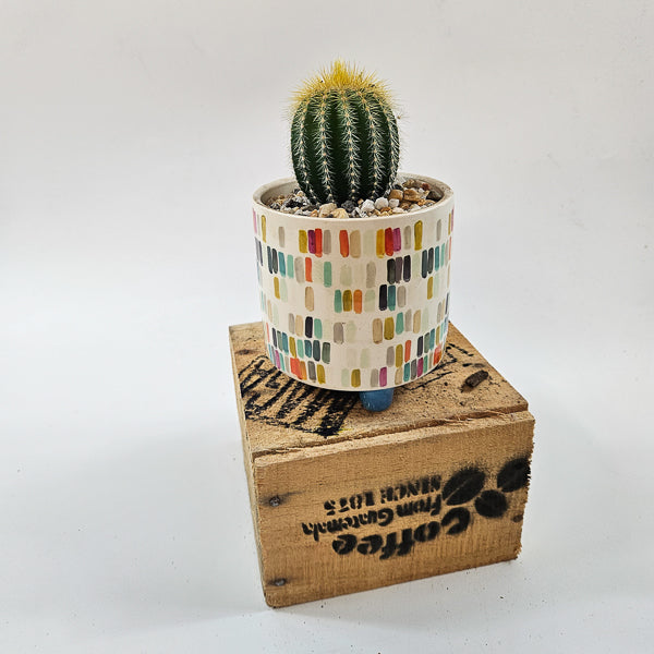 Choose One Art Attack Pot with Plant 8.5cm H20cm