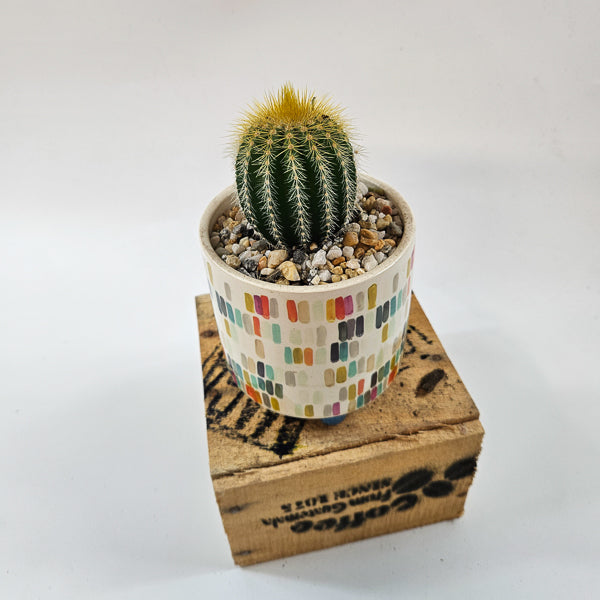 Choose One Art Attack Pot with Plant 8.5cm H20cm