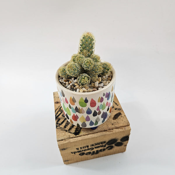 Choose One Art Attack Pot with Plant 8.5cm H20cm