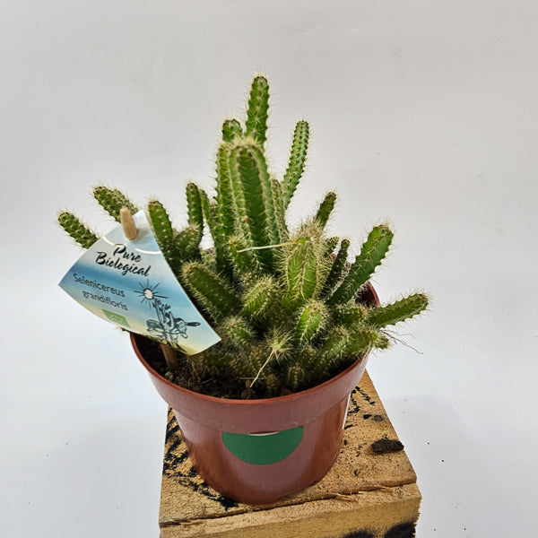 Selenicereus grandiflorus 'Queen of the night' 13cm H15cm