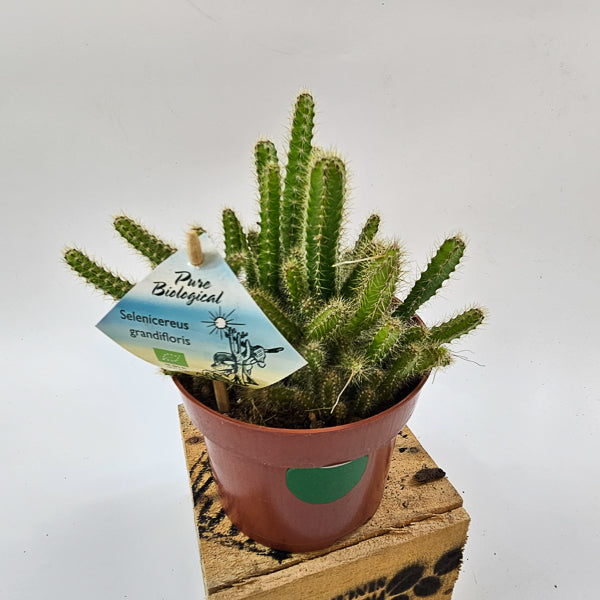 Selenicereus grandiflorus 'Queen of the night' 13cm H15cm
