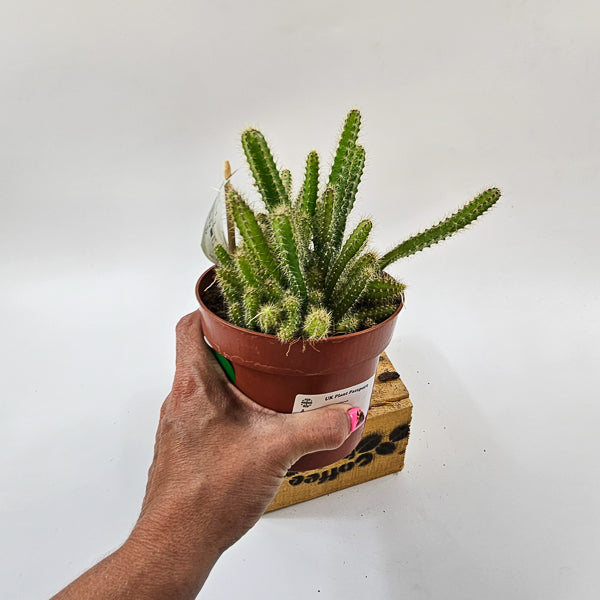 Selenicereus grandiflorus 'Queen of the night' 13cm H15cm