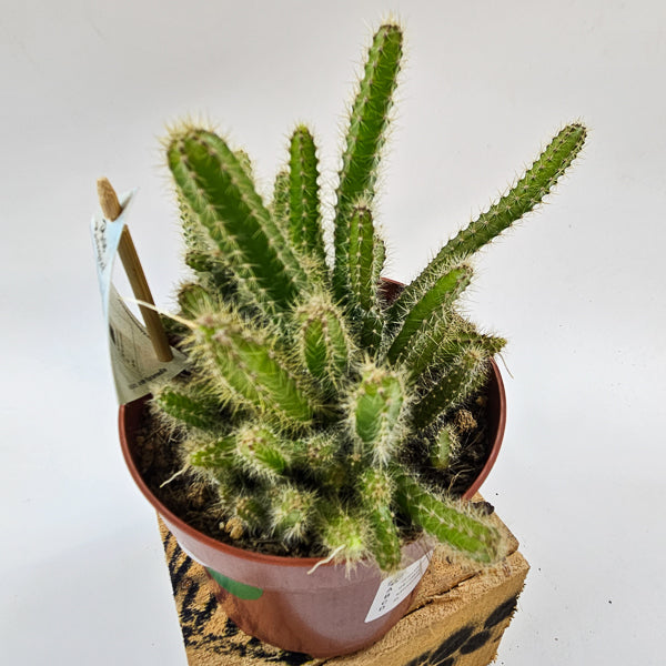 Selenicereus grandiflorus 'Queen of the night' 13cm H15cm