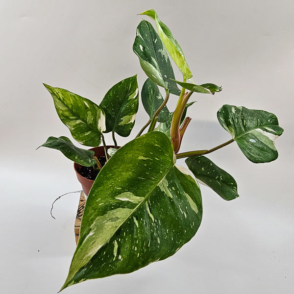 Philodendron FRESH AUREA 17cm H25cm