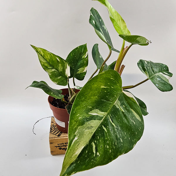 Philodendron FRESH AUREA 17cm H25cm
