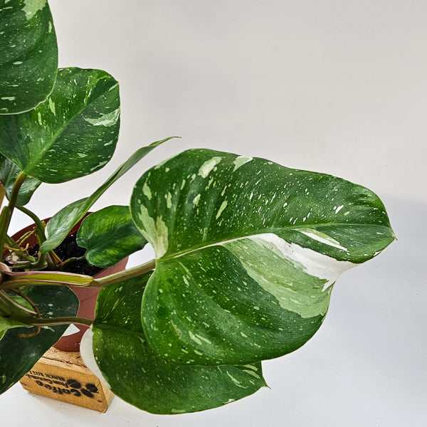 Philodendron FRESH AUREA 17cm H25cm