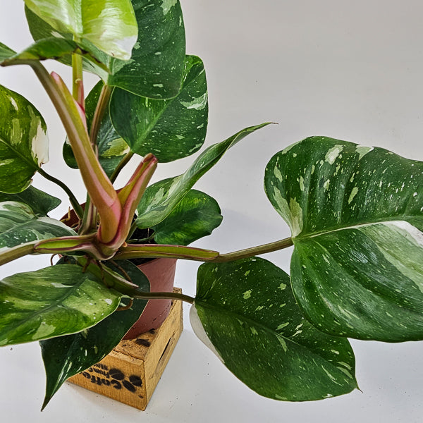 Philodendron FRESH AUREA 17cm H25cm