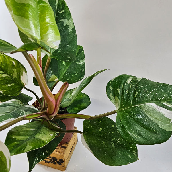 Philodendron FRESH AUREA 17cm H25cm