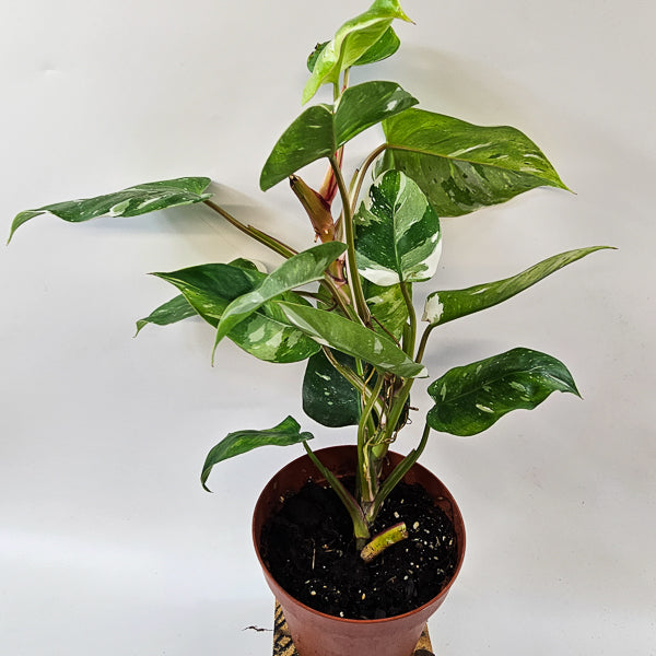Philodendron FRESH AUREA 17cm H25cm