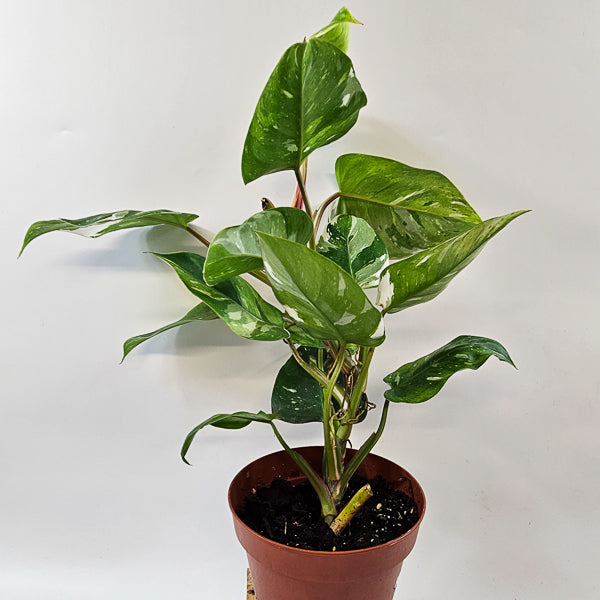 Philodendron FRESH AUREA 17cm H25cm