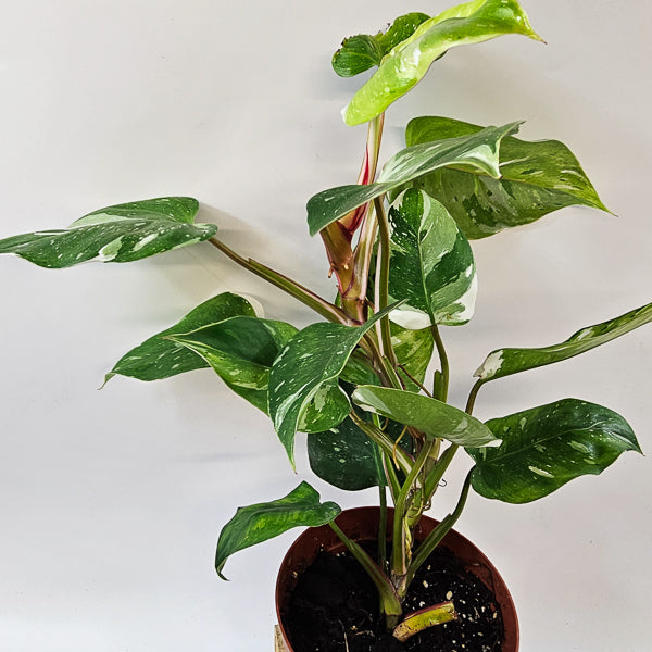 Philodendron FRESH AUREA 17cm H25cm