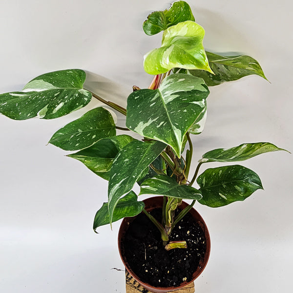 Philodendron FRESH AUREA 17cm H25cm