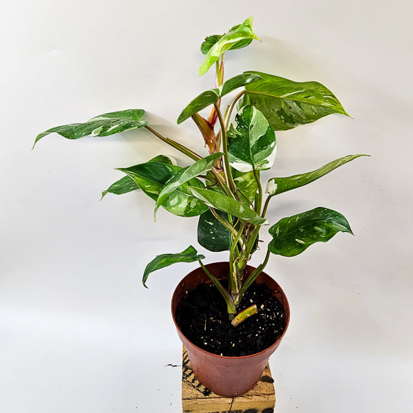 Philodendron FRESH AUREA 17cm H25cm