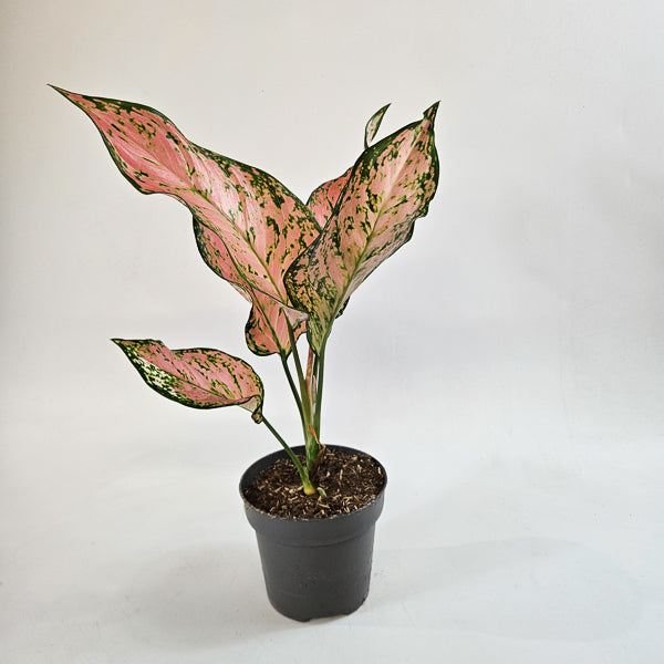 Aglaonema Pink Dolphin 12cm H40cm