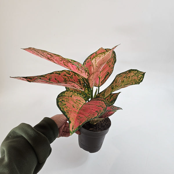 Aglaonema Ruby Love 12cm H30cm