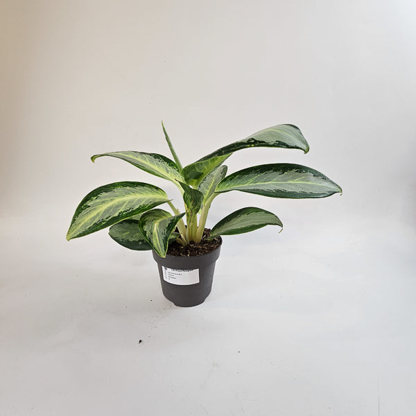 Aglaonema Silver Blue 12cm H30cm