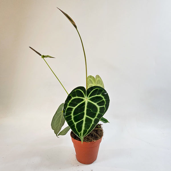 Anthurium Clarinvervium 12cm H35cm