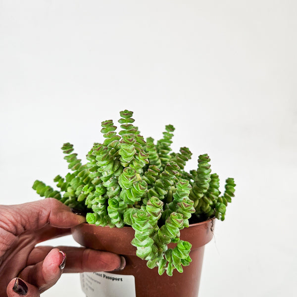 Crassula Marneriana 13cm H18cm