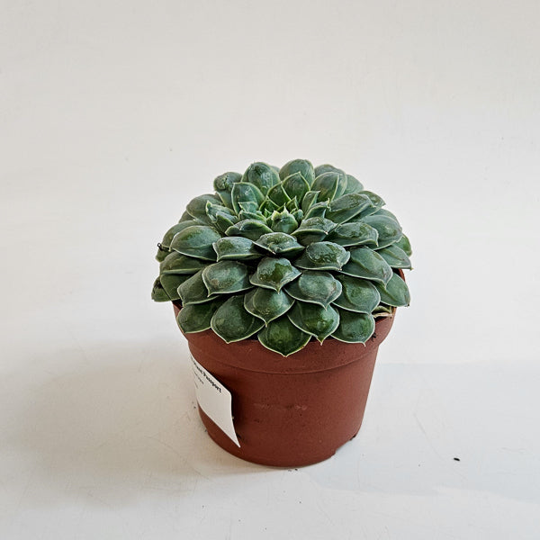 Echeveria heart signal 10.5cm H14cm