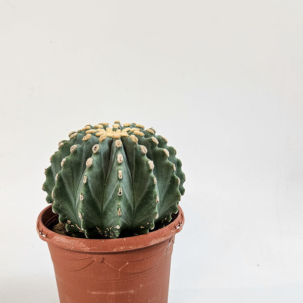 Ferocactus Glaucescends Inermis 17cm H30cm