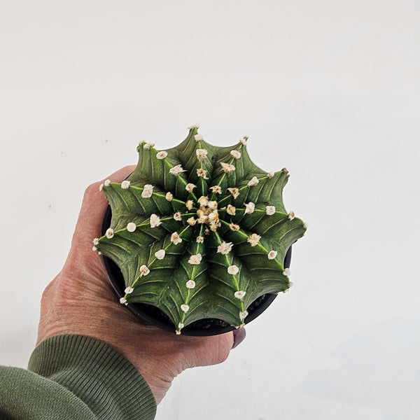 Gymnocalycium mihanovichii 'Green Stripe' XL 10cm H16cm