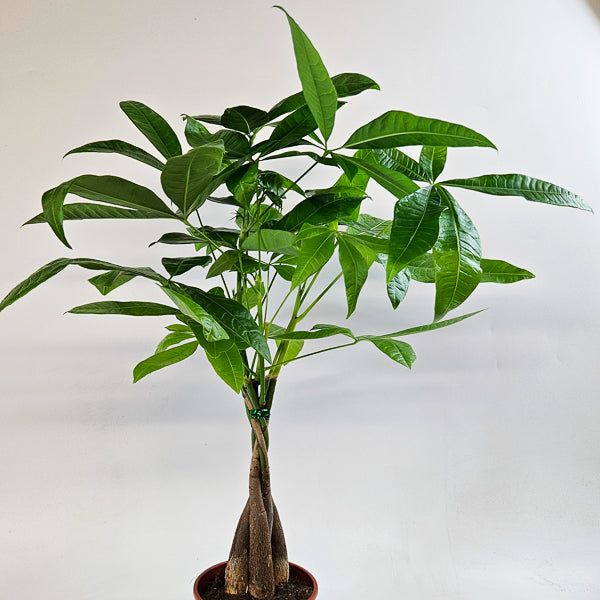 Pachira aquatica 14cm H65cm