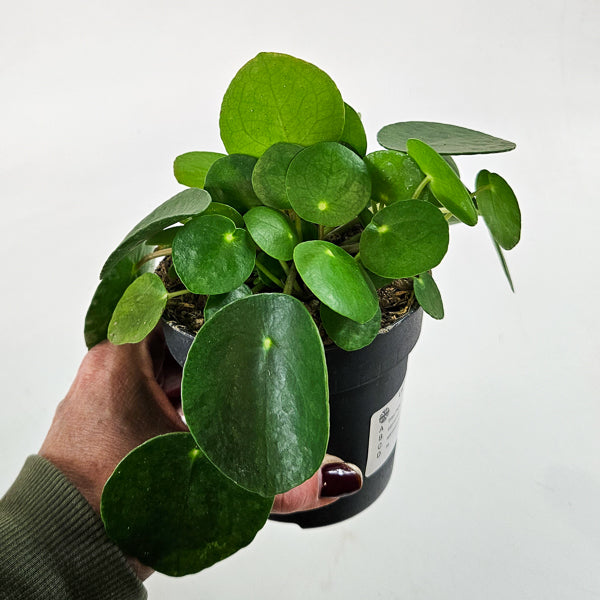 Pilea Peperomioides 10.5cm H15cm