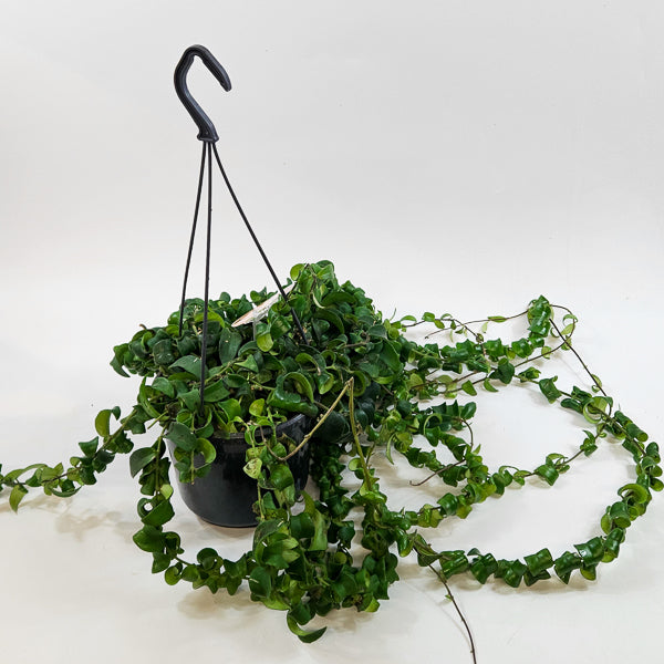 Aeschynanthus 'Bluster' 15cm H40cm