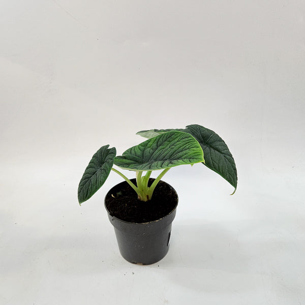 Alocasia Melo 14cm H35cm