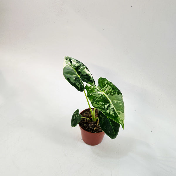 Alocasia frydek Variegata 8cm H12cm