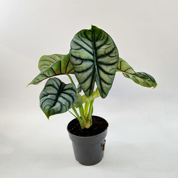 Alocasia Silver Dragon 14cm H30cm