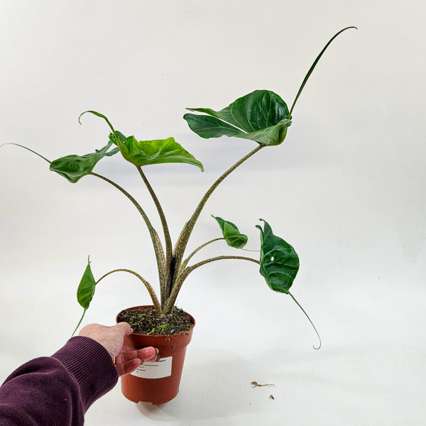 Alocasia Macorrhiza Stingray 12cm H50cm