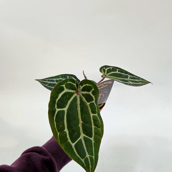 DocBlock Anthurium Michelle 9cm H15cm
