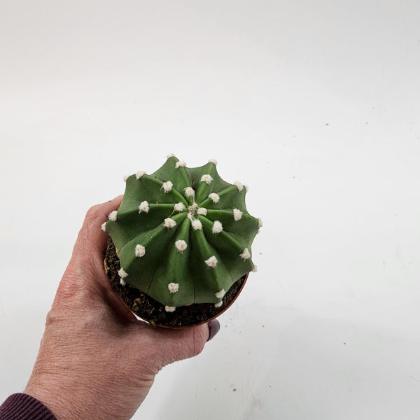Echinopsis multiplex 8.5cm H12cm