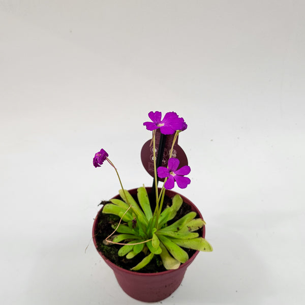 Pinguicula 12cm H12cm