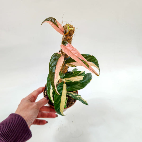 Ficus Sagittata Variegata Pink 9cm H20cm