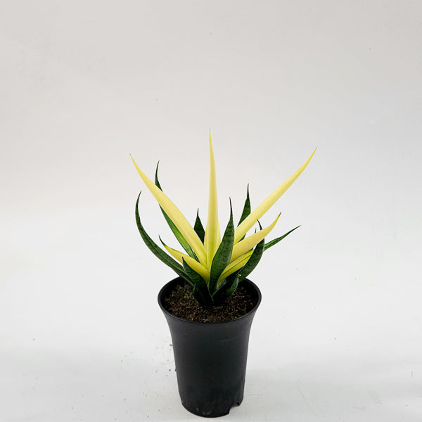 Sansevieria Comet Chrysanta Lemon 7.5cm H15cm