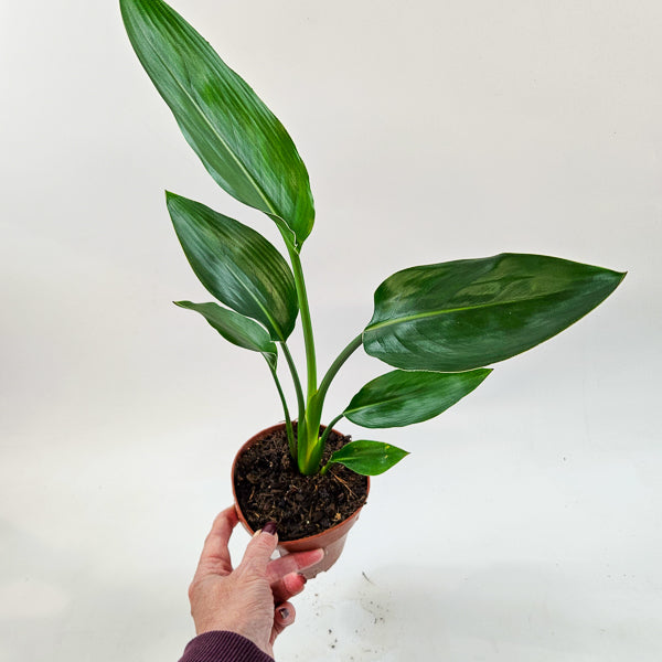 Strelitzia Reginae 12cm H45cm