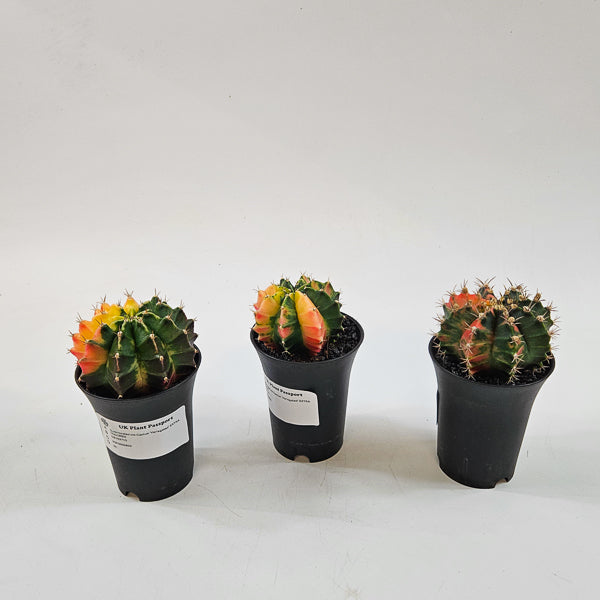 Gymnocalacium Cactus 'Variegated' EXTRA COLORED 7.5cm H13cm