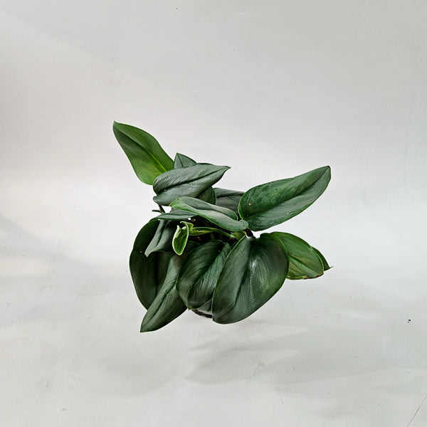 Scindapsus Treubii 'Moonlight' 14cm H20cm