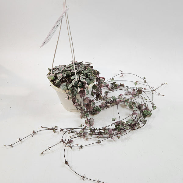 Ceropegia Woodii Variegata 14cm H70cm