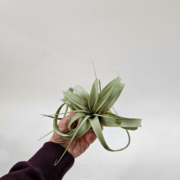 Tillandsia Xerograph 12.5cm H12cm