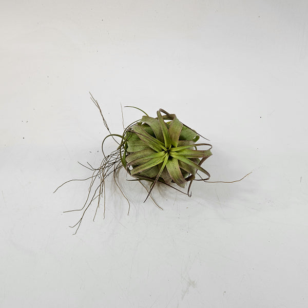 Tillandsia 'Eric Knobloch' 12cm H8cm