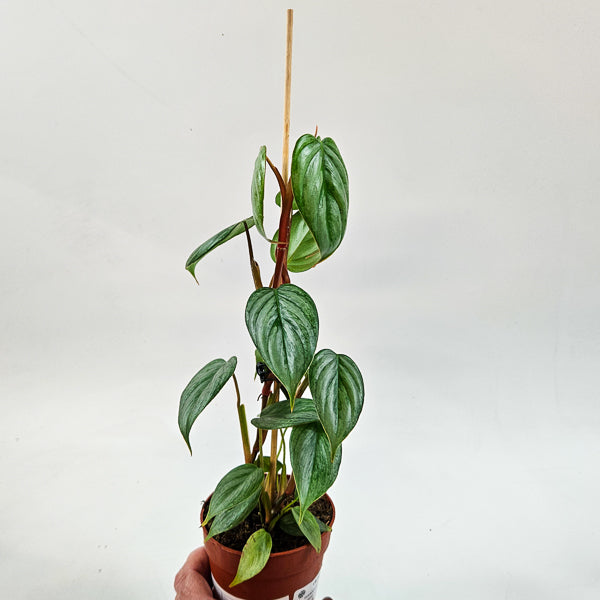 Philodendron Sodiroi 9cm H15cm