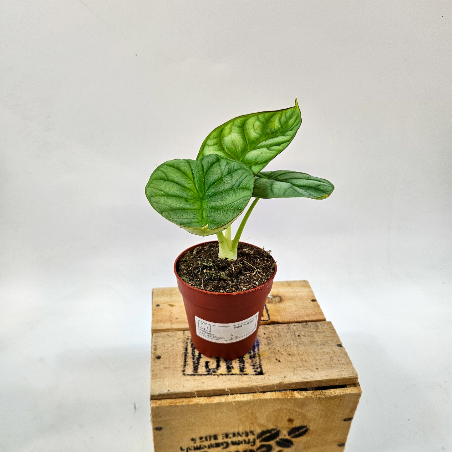 Alocasia Dragon Gold 9cm H15cm