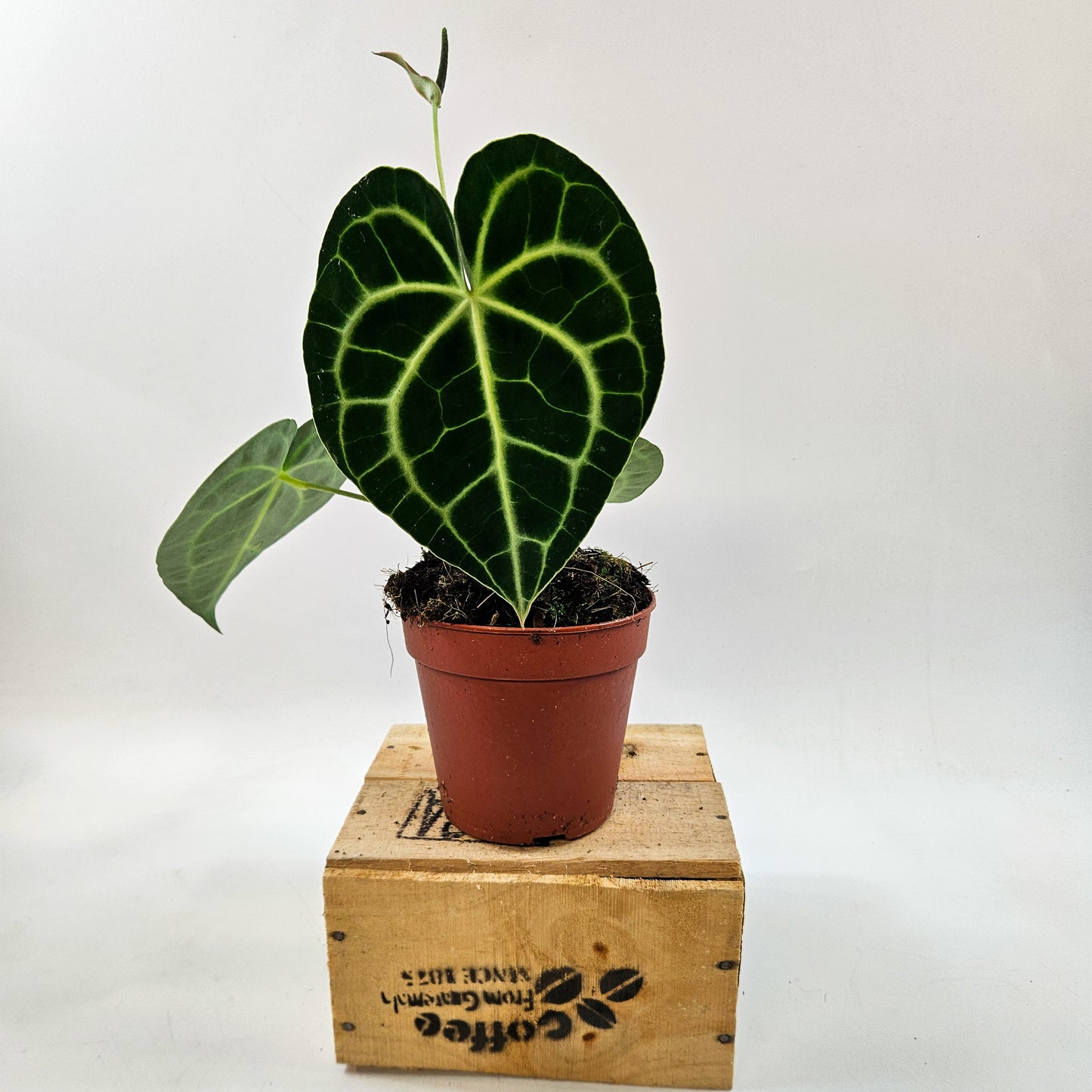 Anthurium clarinervium 12cm H35cm